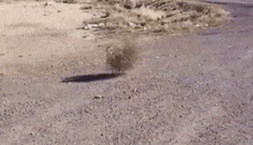 gif desert